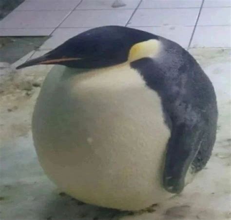 Pin by Pau Blanco on Animales | Funny animals, Fat animals, Silly animals