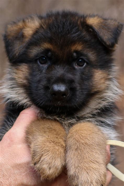 German Shepherd Puppy | Cute german shepherd puppies, Puppies, Shepherd ...