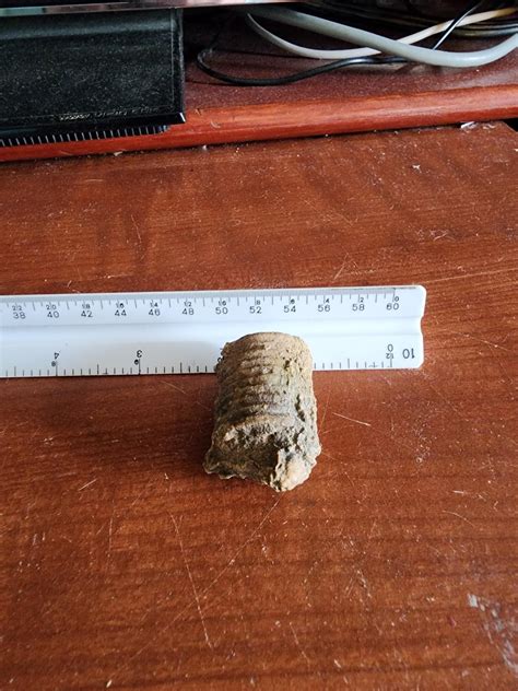 Crinoid stems : r/fossils