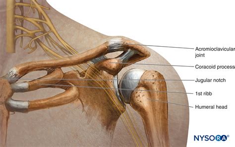 regional-anesthesia-relationship-of-the-brachial-plexus-clavicle-and-coracoid-process - NYSORA