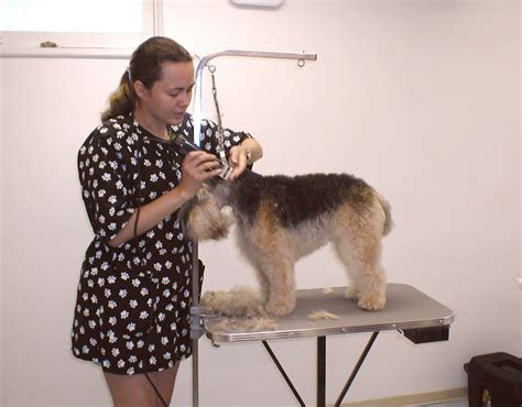 Dog Grooming School For Aspiring Professional Pet Groomers