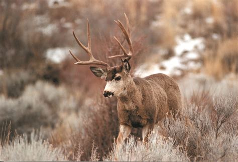 California Outdoors Q&A | deer hunting