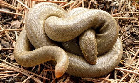 Discover the Largest Rubber Boa Ever Recorded - A-Z Animals