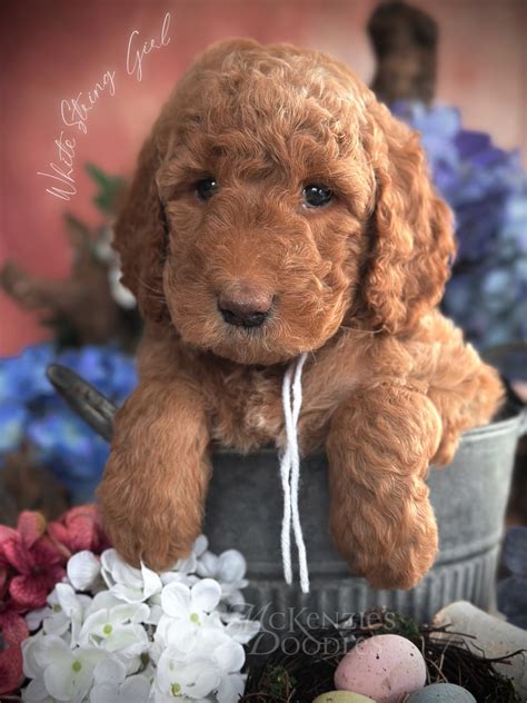 [Chloe & River May 4, 2025] White String Girl - McKenzie's Doodles