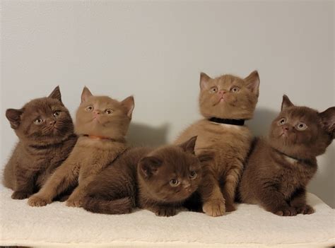 Chocolate British Shorthair