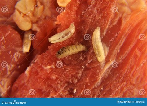 Larvae of Flies on Meat. Housefly, Musca Domestica, Maggot. Maggots ...