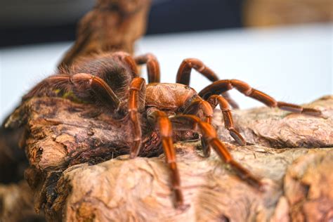 Goliath Birdeater Tarantula Fangs