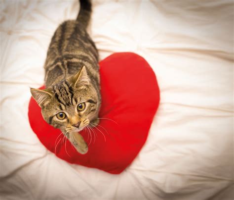 What’s Your Pet’s Love Language? A Guide to Understanding and ...