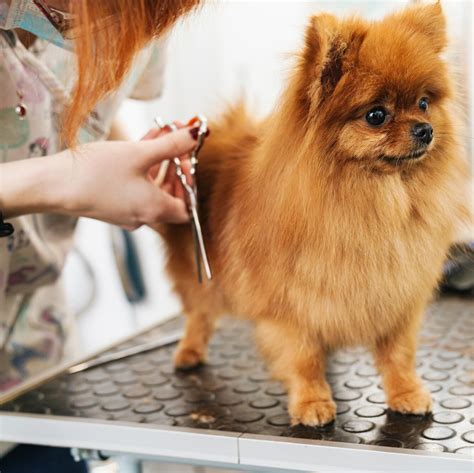 Become a Certified Dog Groomer | Training Program | Dog World