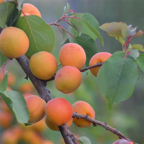Fall Is The Time To Plant Your Fruit Trees! | Agriscaping