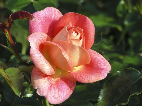 Roses, Pink color, Petals, HD Wallpaper | Rare Gallery