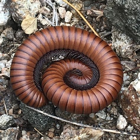Decomposers In The Desert