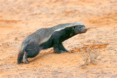 Wild, dangerous & top 10 animals in Kenya 2026