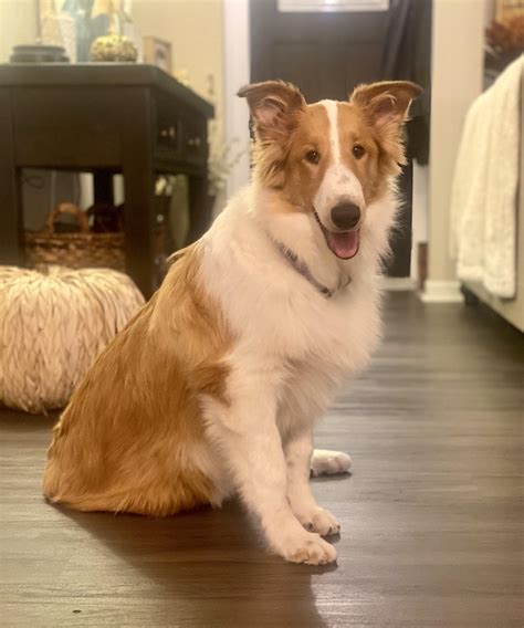 Buffalo Pug & Small Breed Rescue, Inc.