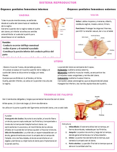 Tipos De Vaginas