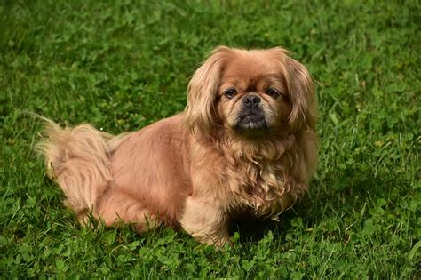 Discover The 16 Most Popular Small, Brown Dog Breeds - A-Z Animals