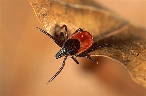 How far can ticks travel 60 photos - Cappadociaconcepttour.com