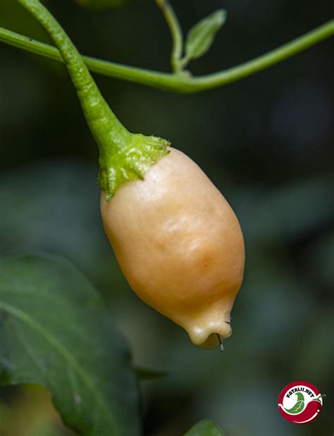 Sugar Rush Peach Bullet » Fatalii Seeds