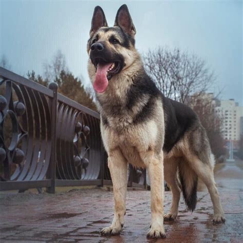 About the Breed | RMD East-European Shepherds