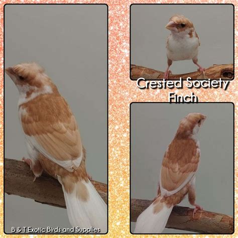 Crested Society Finch