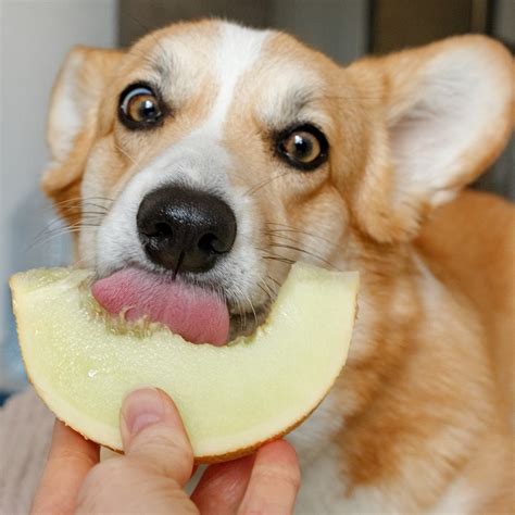 Can I give my dog melon and cantaloupe? | FirstVet