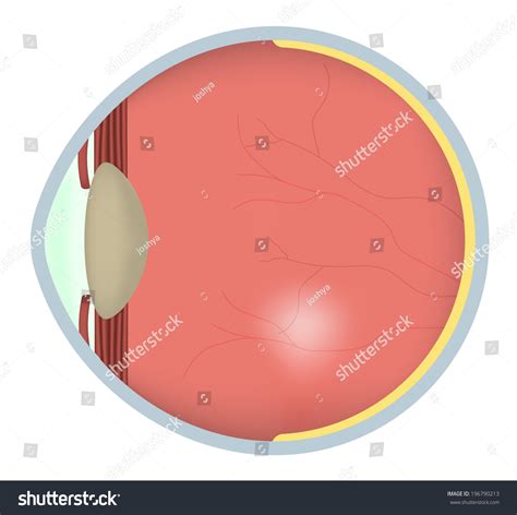Eye Cross Section Stock Illustration 196790213