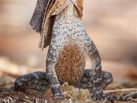 Frilled Lizard Running