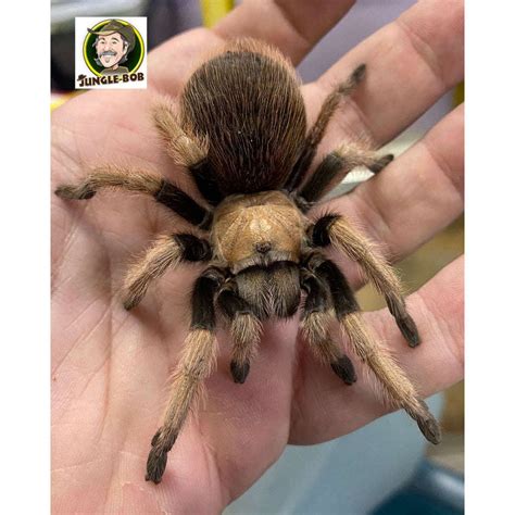 Arizona Blonde Tarantula (Aphonopelma chalcode) | Jungle Bobs Reptile World