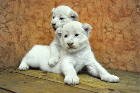 Lion Cub Annoys it's Father's Pee Pee in This Mischievously Cute Video ...