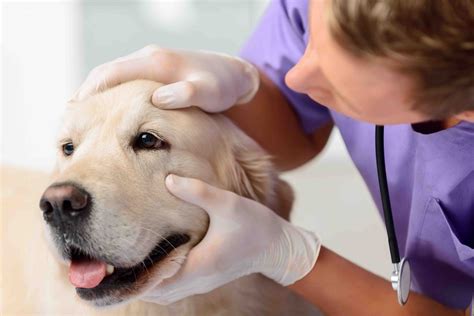 15 Interesting Facts About Veterinarians - Facts.net
