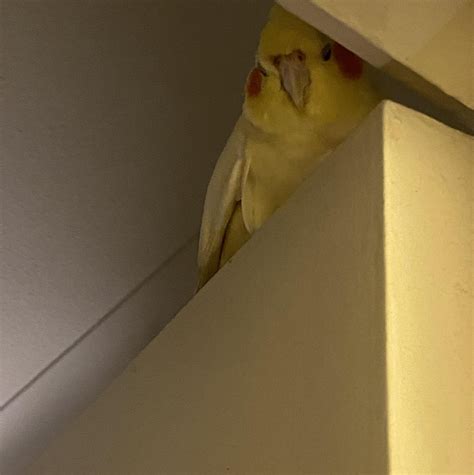 I'm watching you, Wazowski. Always watching : r/cockatiel
