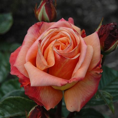 Arizona Grandiflora Rose