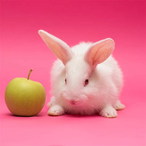 Can Rabbits Have Apples