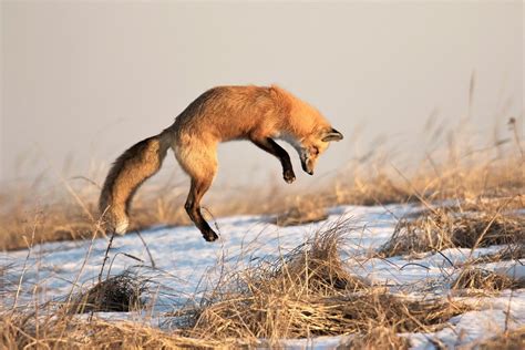 Images Of Foxes