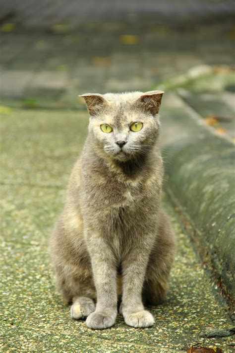 Anime+Big+Boobs+Bikini Photos, Download The BEST Free Anime+Big+Boobs ...