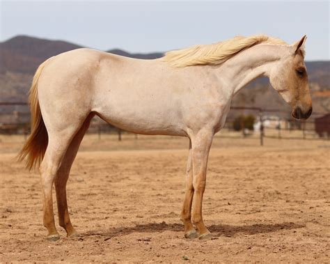 2022 AQHA Palomino Roan Filly