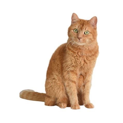 Starry Night Cat Cafe Stevens Point WI Late Night Coffee House