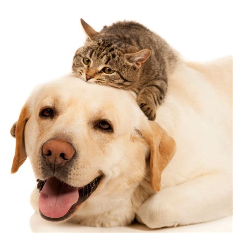 Pet Endoscopy In Napa, CA | Silverado Veterinary Hospital