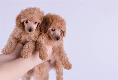 Toy Poodle Cuts Styles