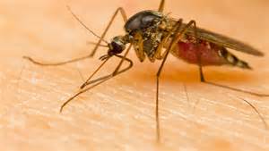 West Nile virus symptoms include head and body aches, vomiting, rashes