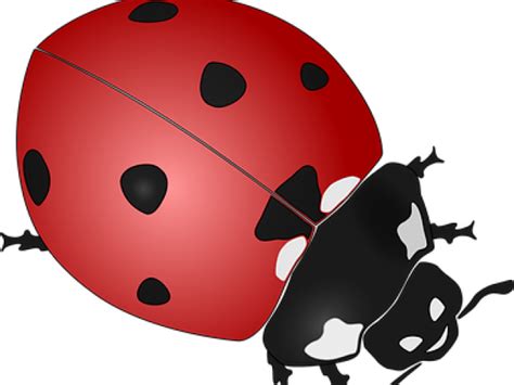 Drawn Lady Beetle Clipart - Ladybird Beetle Tile Coaster - Png Download ...
