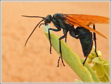 Ken's Photo Gallery: Tarantula Hawk Wasp (Pepsis species)
