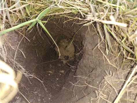 Yellow Jacket Nest In Ground