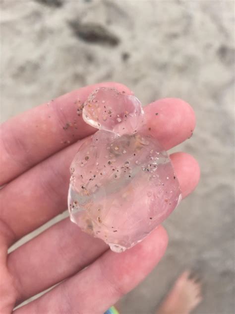 Found some clear jelly like goo on the beach. What is it? : r/marinebiology
