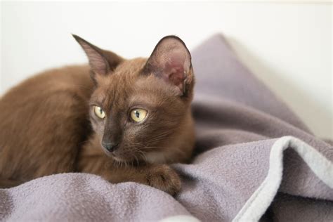 Brown Cat Breeds