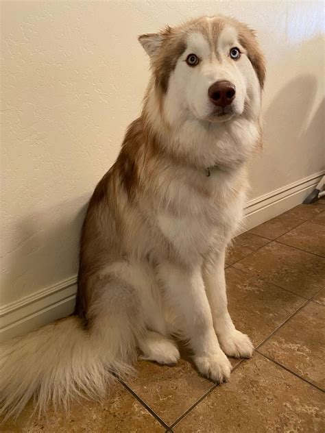 Husky Cross Malamute