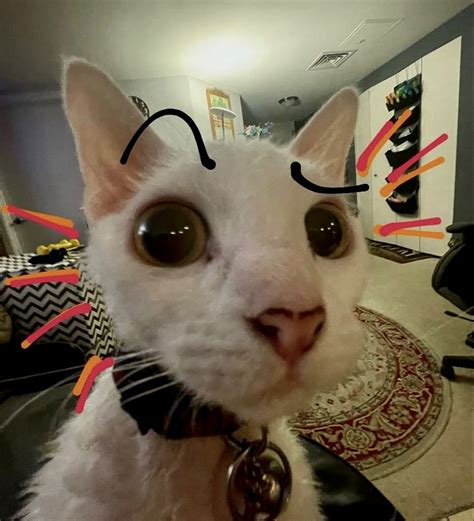 Dumb Cats, Stupid Cat, Funny Cute Cats, Cute Cats And Dogs, Cute Funny ...