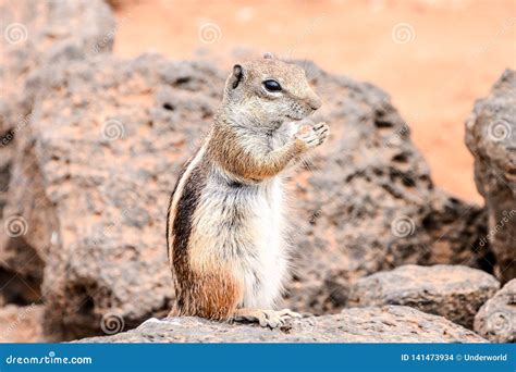 Ground Squirrel Atlantoxerus Getulus Stock Photo - Image of squirrel ...