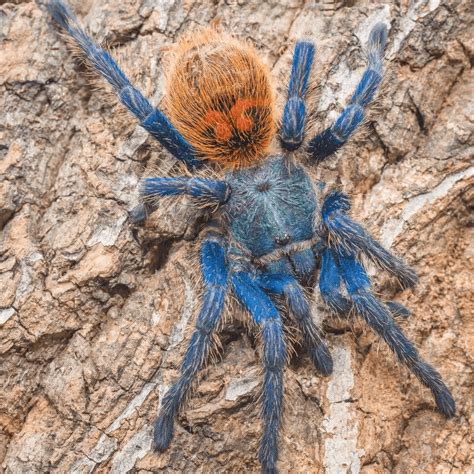 Green Bottle Blue Tarantula