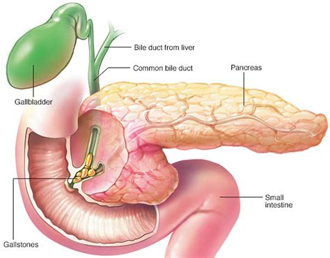 Lipase - Pancreatic Lipase - Normal Range and Test
